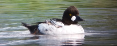 Ornithologischer Winterspaziergang am Thunersee