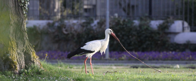 Weissstorch-Exkursion