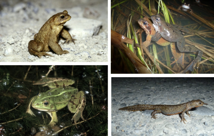 Abbildung 1: Die häufigsten, bei uns vorkommenden Amphibien: Erdkröte (Bufo bufo, o.l.), Grasfrosch (Rana temporaria, o.r), Wasserfrösche (Pelophylax sp., u.l.), Bergmolch (Ichthyosaura alpestris, u.r.) © Bildautorin: Beatrice Lüscher